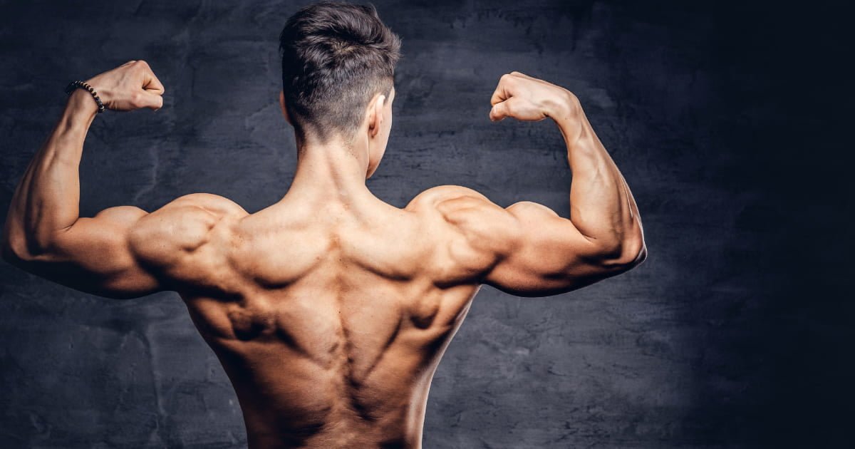 musculos del cuerpo humano