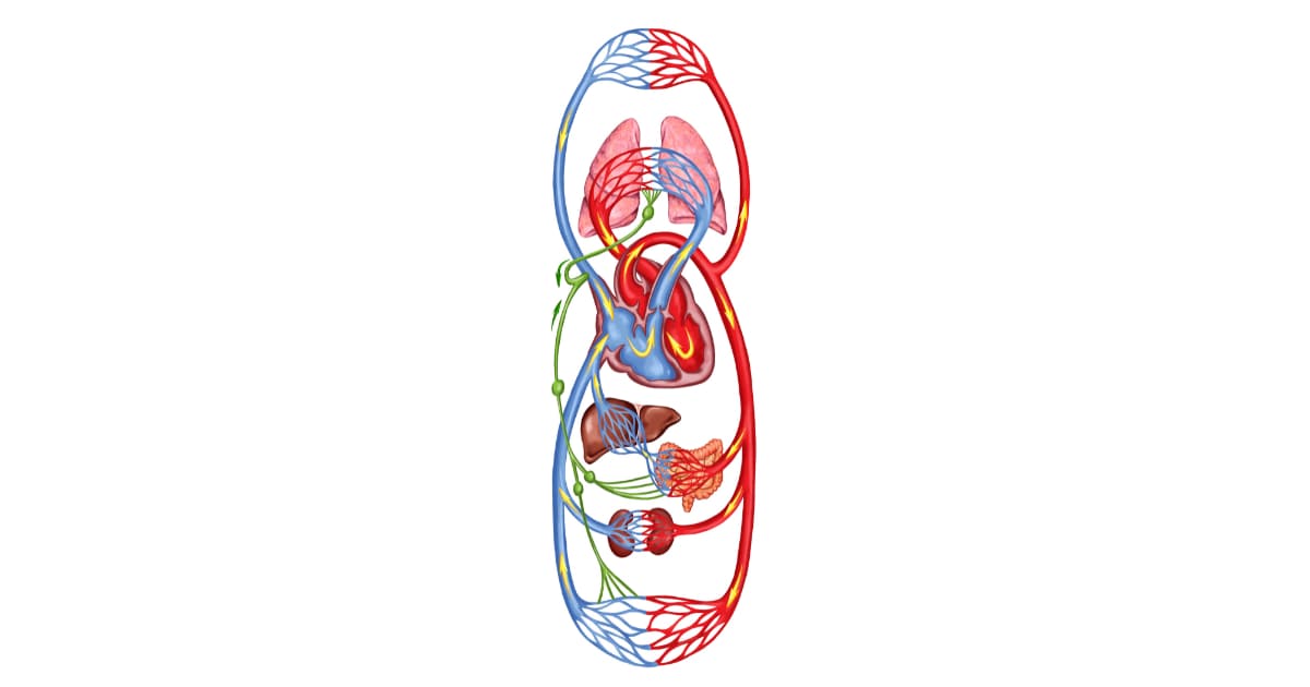 sistema linfatico del cuerpo humano